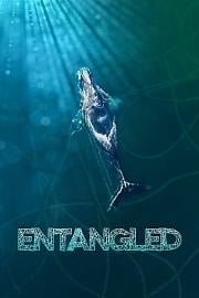 拯救露脊鲸 Entangled: The Race to Save Right Whales from Extinction (2020)